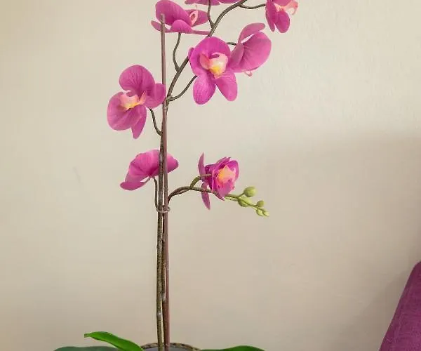 公寓 Andriana Centre Flat 拉纳卡